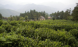 Mount Mogan, Zhejiang