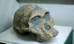 Shanghai Natural History Museum