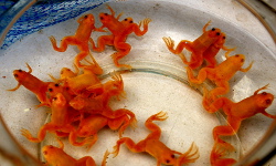 Wanshang Flower and Bird Market, Shanghai
