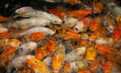 Natural Wild-insect Kingdom, Shanghai