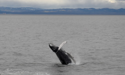 Whale Watching, Faxaflói Bay