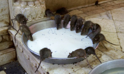 Karni Mata Temple, Deshnoke