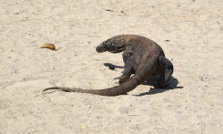Komodo National Park