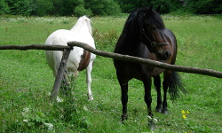 Dolinki Podkrakowskie