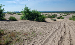 Pustynia Błędowska