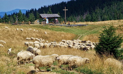 Gorce: Koninki - Turbacz - Bukowina Waksmundzka - Kowaniec