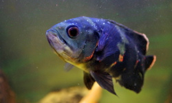 Muzeum Przyrodnicze PAN, Kraków