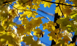 Kraków - Park Bednarskiego