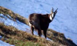 Tatry: Polana Chochołowska - Kończysty Wierch