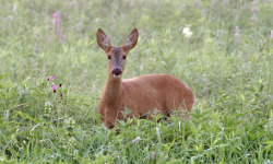 Pychowice and Vistula valley, Kraków