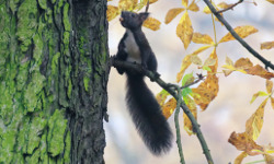 Bednarski Park, Kraków
