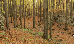 Pazurek nature reserve