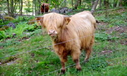 Djurgården, Stockholm