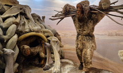 American Museum of Natural History, NY